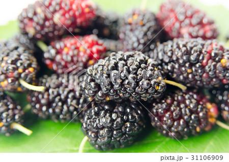 桑の実 桑の実 31106909