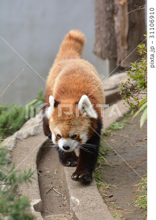 横浜・野毛山動物園のレッサーパンダ 横浜・野毛山動物園のレッサーパンダ 31106910