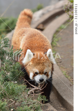 横浜・野毛山動物園のレッサーパンダ 横浜・野毛山動物園のレッサーパンダ 31106911