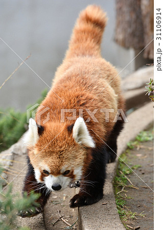 横浜・野毛山動物園のレッサーパンダ 横浜・野毛山動物園のレッサーパンダ 31106914