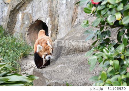 横浜・野毛山動物園のレッサーパンダ 31106920