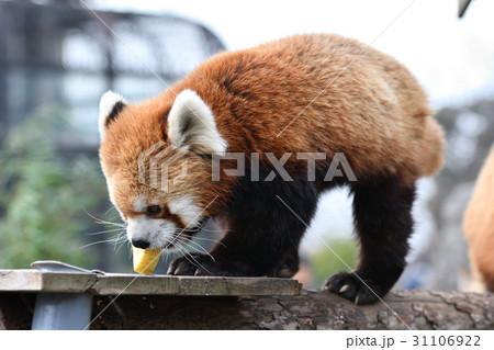 横浜・野毛山動物園のレッサーパンダ 31106922