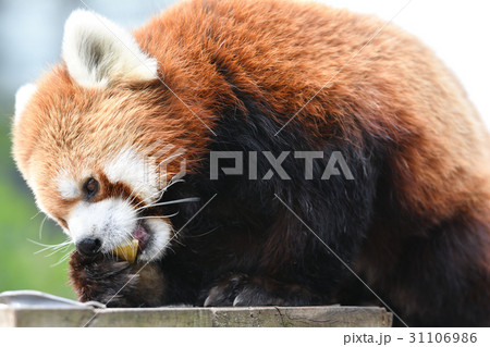 横浜・野毛山動物園のレッサーパンダ 31106986