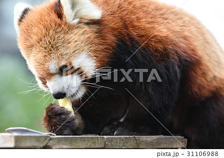 横浜・野毛山動物園のレッサーパンダ 横浜・野毛山動物園のレッサーパンダ 31106988