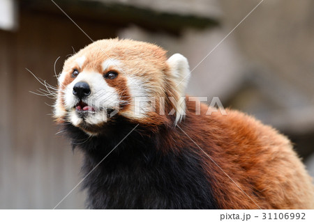 横浜・野毛山動物園のレッサーパンダ 31106992