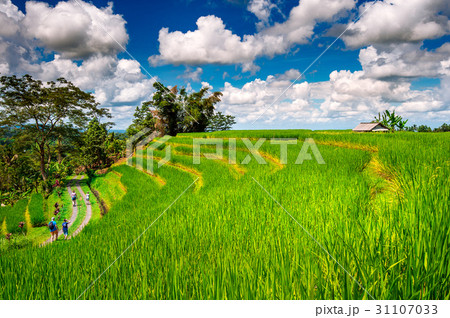 Rice fields in Bali island, Indonesia. Rice fields in Bali island, Indonesia. 31107033