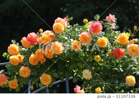 菊間かわら館のバラ園 31107336