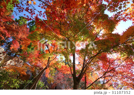 紅葉　京都　秋 31107352