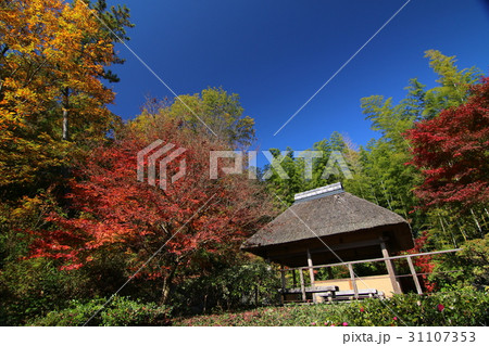 紅葉　京都　秋 31107353