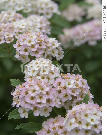 小手毬の花 小手毬の花 31107460