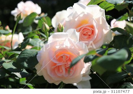 菊間かわら館のバラ園 31107477