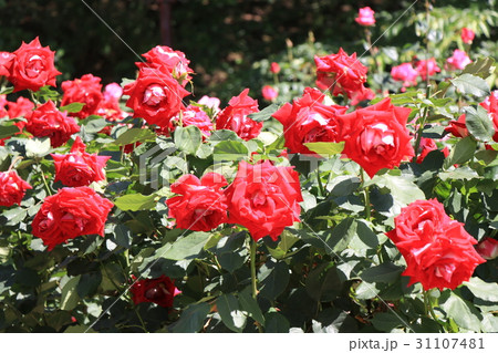 菊間かわら館のバラ園 31107481