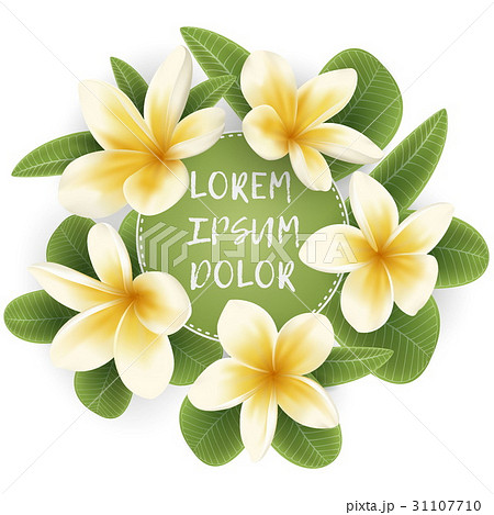 Template With Plumeria Flower Wreathのイラスト素材