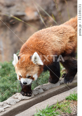横浜・野毛山動物園のレッサーパンダ 横浜・野毛山動物園のレッサーパンダ 31108131
