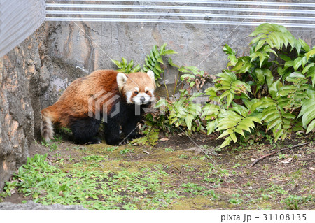 横浜・野毛山動物園のレッサーパンダ 31108135