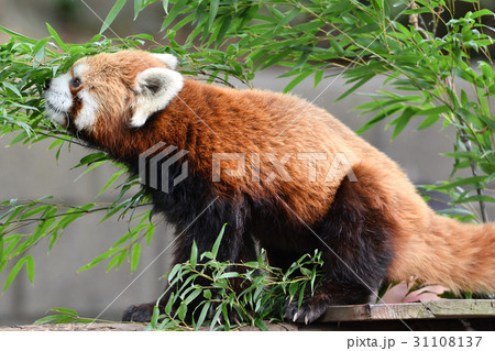 横浜・野毛山動物園のレッサーパンダ 31108137
