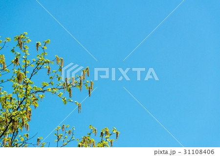 シラカバ花粉 31108406