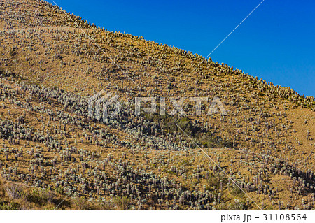 Paramo de Oceta Espeletia Frailejones Mongui 31108564