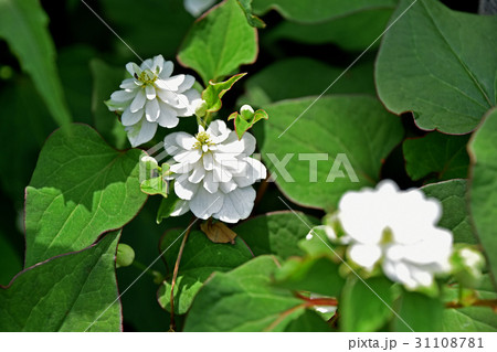 八重のドクダミ 31108781