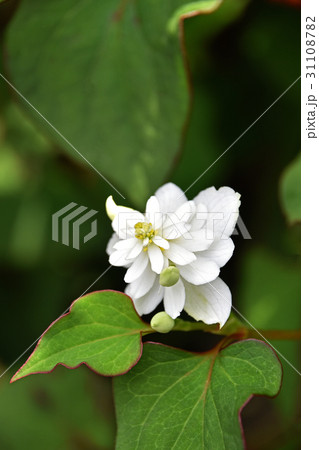 八重のドクダミ 31108782