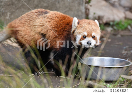 横浜・野毛山動物園のレッサーパンダ 31108824