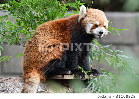 横浜・野毛山動物園のレッサーパンダ 31108828