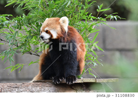 横浜・野毛山動物園のレッサーパンダ 31108830