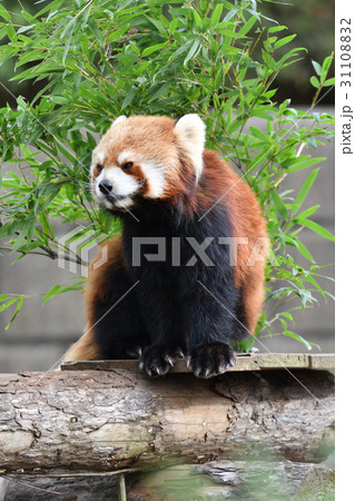 横浜・野毛山動物園のレッサーパンダ 横浜・野毛山動物園のレッサーパンダ 31108832