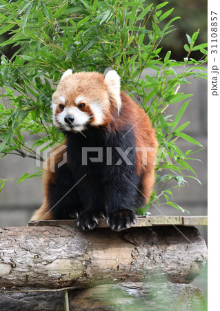 横浜・野毛山動物園のレッサーパンダ 横浜・野毛山動物園のレッサーパンダ 31108857