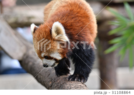 横浜・野毛山動物園のレッサーパンダ 横浜・野毛山動物園のレッサーパンダ 31108864