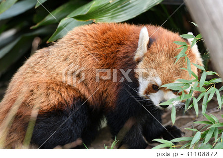 横浜・野毛山動物園のレッサーパンダ 31108872