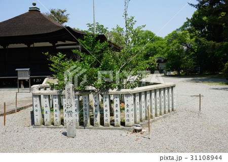 兵庫県 鶴林寺 沙羅樹(加古川市) 兵庫県 鶴林寺 沙羅樹(加古川市) 31108944