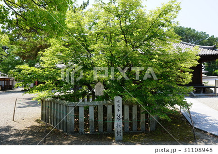 兵庫県　鶴林寺　菩提樹（加古川市） 31108948