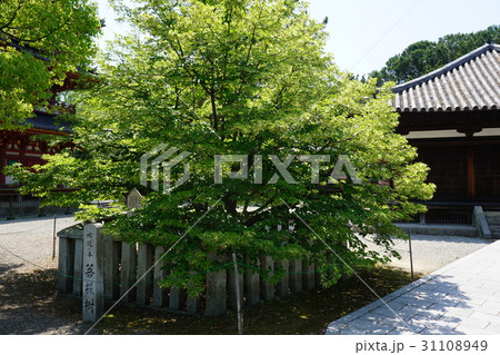 兵庫県　鶴林寺　菩提樹（加古川市） 31108949