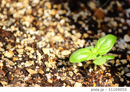 バジルの芽 31109050