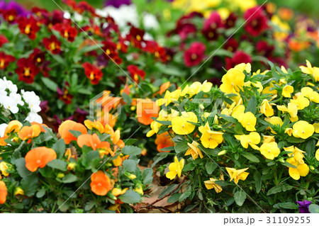 全国都市緑化よこはまフェア・反町公園会場 31109255