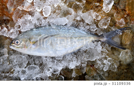 Frozen fresh trevally fish. 31109336
