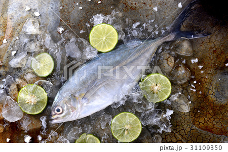 Frozen fresh trevally fish. 31109350