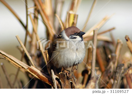 House sparrow on branch 31109527