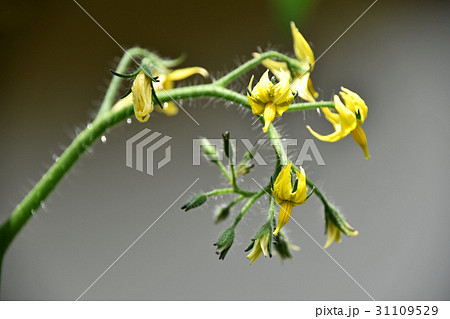 トマトの花 トマトの花 31109529