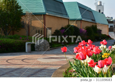 横浜・東横フラワー緑道 31109683