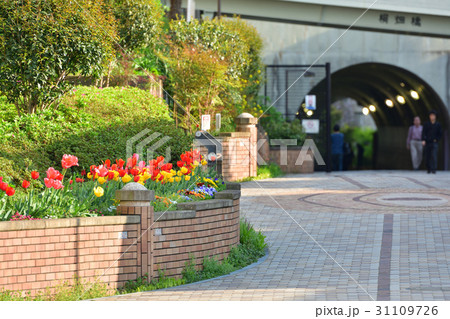 横浜・東横フラワー緑道 31109726