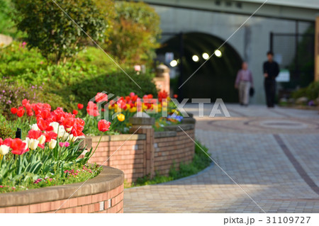 横浜・東横フラワー緑道 31109727