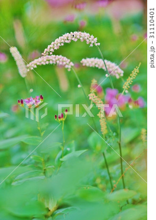 サラシナショウマ 31110401