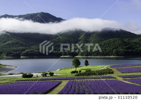 ラベンダー畑と湖　金山湖　南富良野 31110520