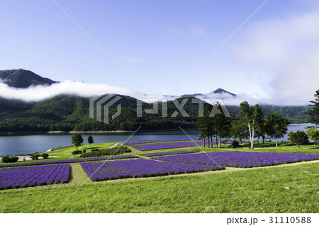 ラベンダー畑と湖　金山湖　南富良野 31110588