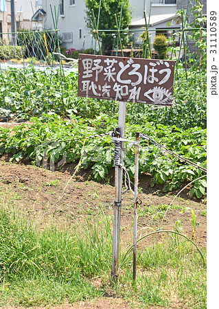 家庭菜園の立て看板 31110589
