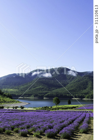 ラベンダー畑と湖　金山湖　南富良野 31110613