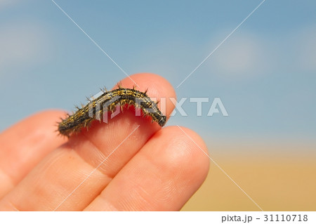 Caterpillar crawling on fingers 31110718