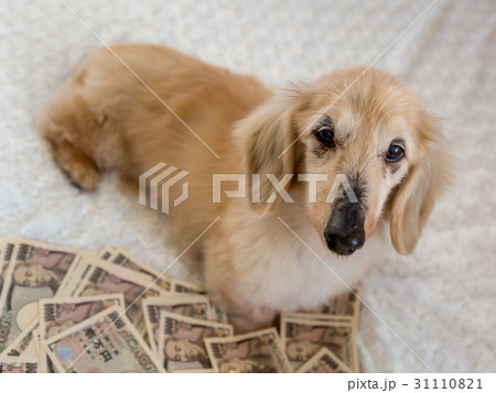 愛犬の介護費用 愛犬の介護費用 31110821